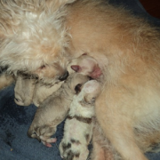 Sponsored Rescues-Lily&pups