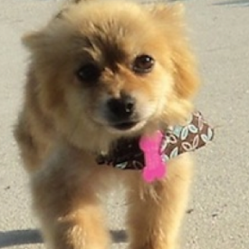 Sponsored Rescues-Pom